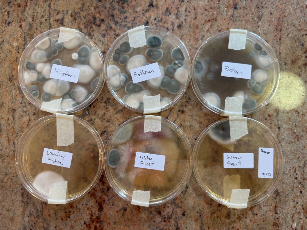 6 Petri dishes measuring mold in my apartment 