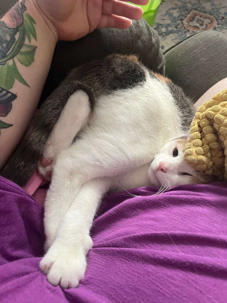 A small dilute calico cat named Zelda folded up in incomprehensible ways between my side and the arm of the chair I’m in. Her knee is pressed against her cheek and folded over her front leg, her other back leg appears to be sticking out backwards underneath her, and her face is smooshed against my side so hard that her eyes are mostly shut. She looks like a badly drawn picture of a cat. She is purring.