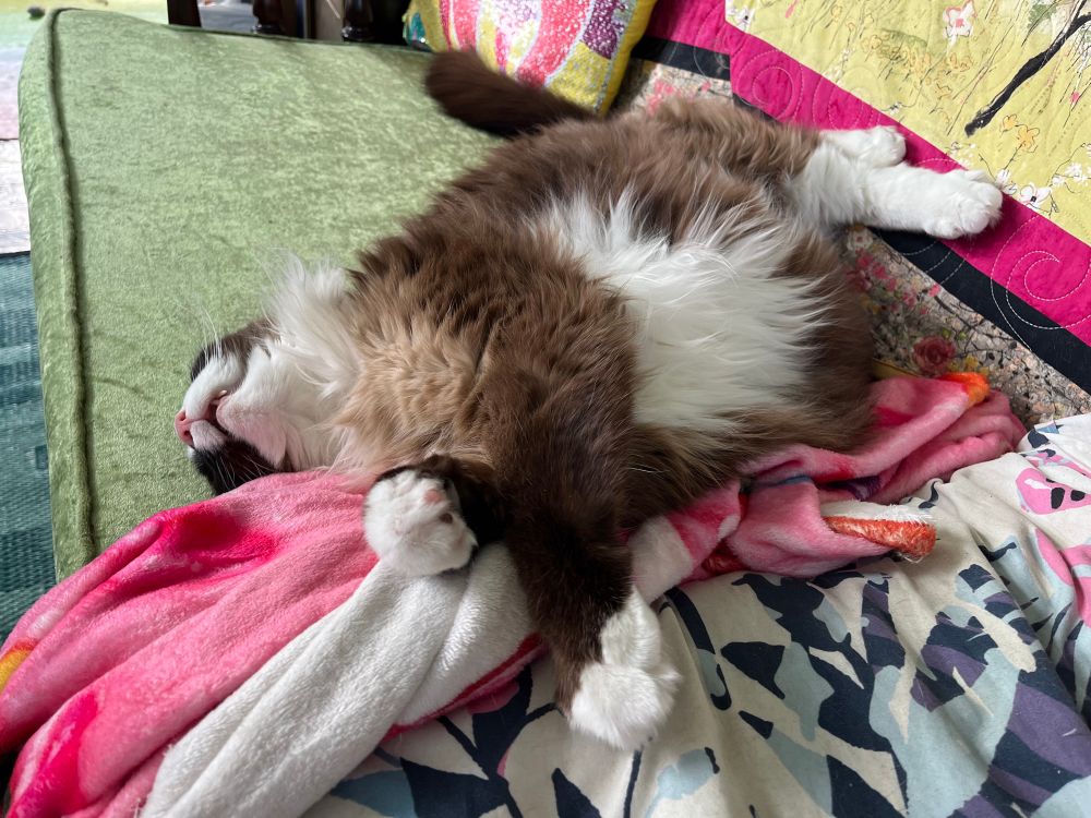 A large round longhair cat named October Von Spoopypants napping on a loveseat in a pose like a stuffed animal that rolled down the stairs. His fluffy white belly is turned toward the sky, his limbs flopped haphazardly around him, and his head angled back so far that it looks like he’s all nose and half-open mouth. A photo wouldn’t tell you this, but he is snoring.