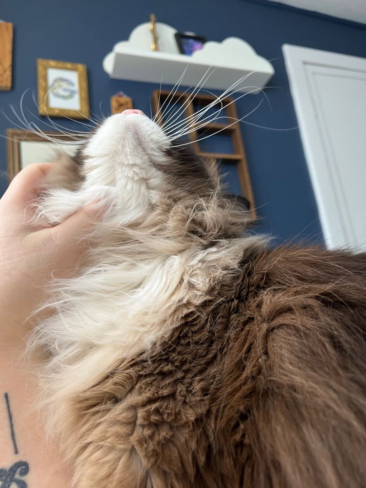 Toby tilting his head all the way back to get skritches under his chin, his whiskers splayed out in the air