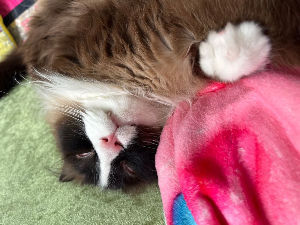 A closer view of Toby’s face, upside down with the whites of his eyes showing and one fang peeking out of his mouth. He ranks among the least dignified animals that have ever walked the earth.