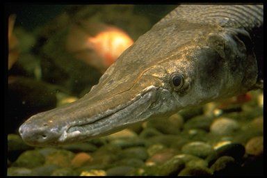 Close up of an Alligator gar that could be it's senior portrait. It is silvery olive green in color with a silvery white underside. It has a long toothy snout that almost appears to be smiling. The background water is hued a pale green with fist-sized cobbles on the river bottom Image © Susan Middleton, California Academy of Sciences