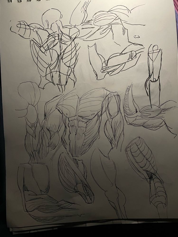 Pen sketches of practicing the back and front as well as arm muscles structure 