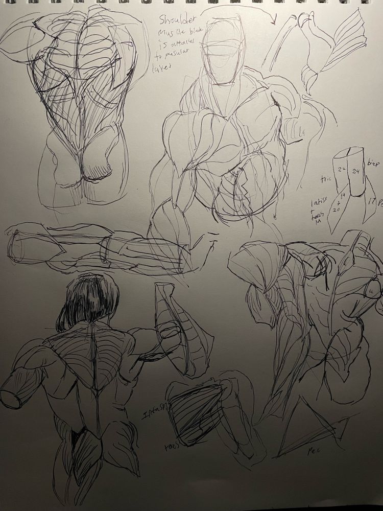 More pen sketches of practicing anatomy of the back muscles and structures of the shoulder blades