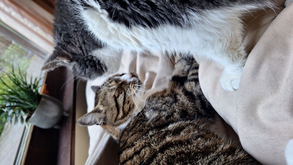 Gina, the grey and white senior cat,  is giving Oscar the tabby a licky bath.