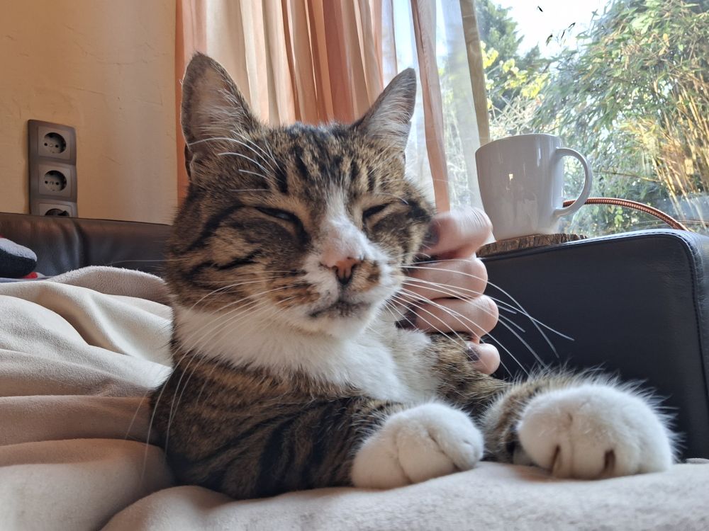 Oscar, the tabby, is settled on a lap, getting scritches. 
