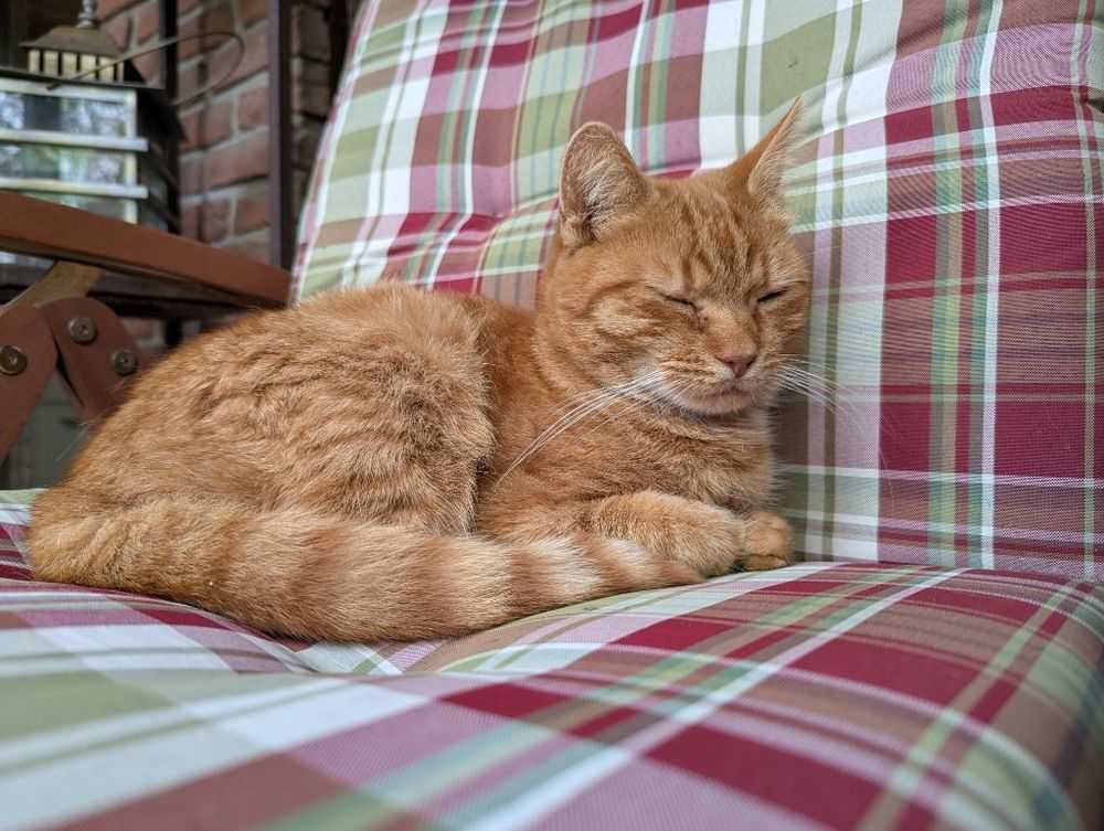 Sunny, the ginger tabby, is lying on a garden chair, eyes nearly closed. 