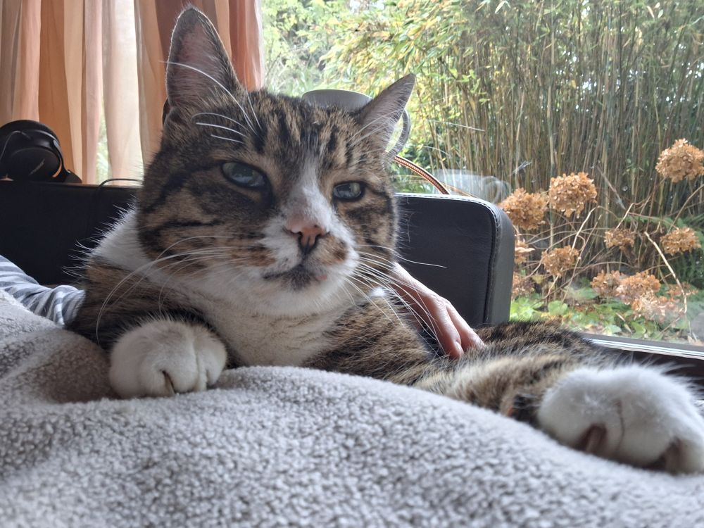 Oscar, the tabby, is lying on the sofa on a human.