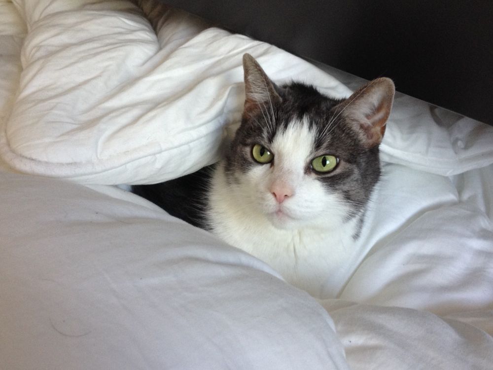 Gina, the grey and white cat,  is sitting in a duvet.
