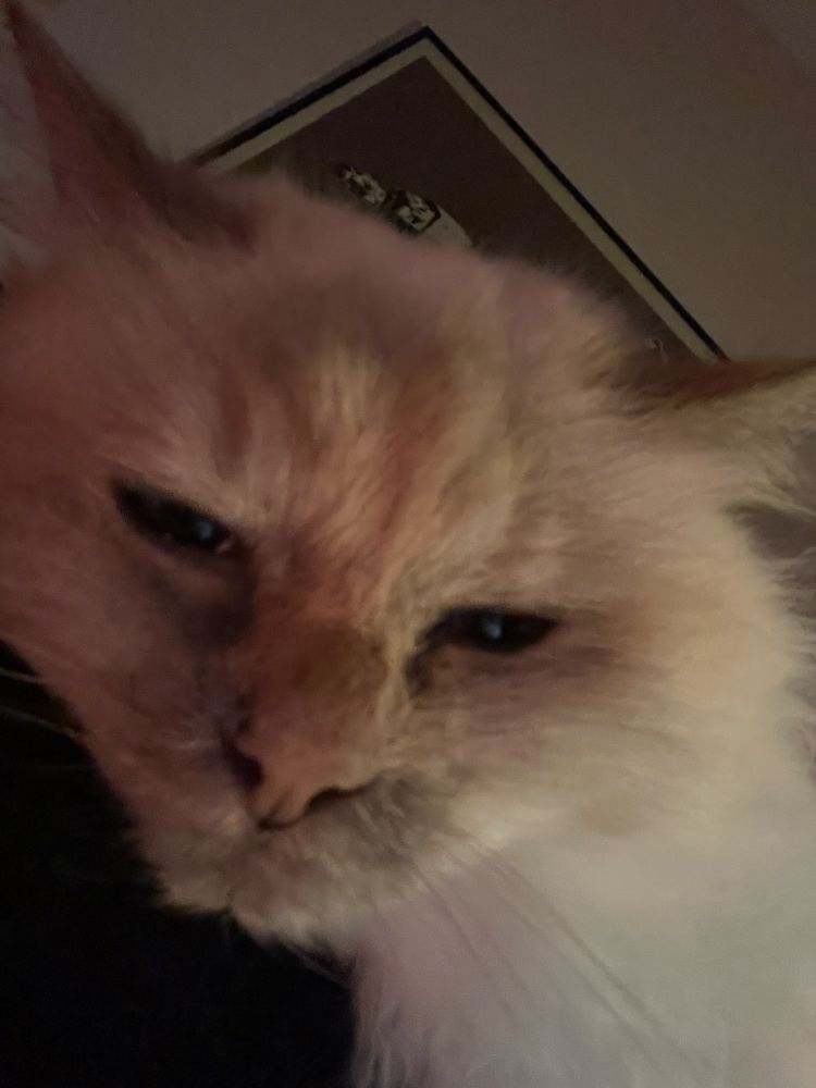 My fluffy white cat Pixie