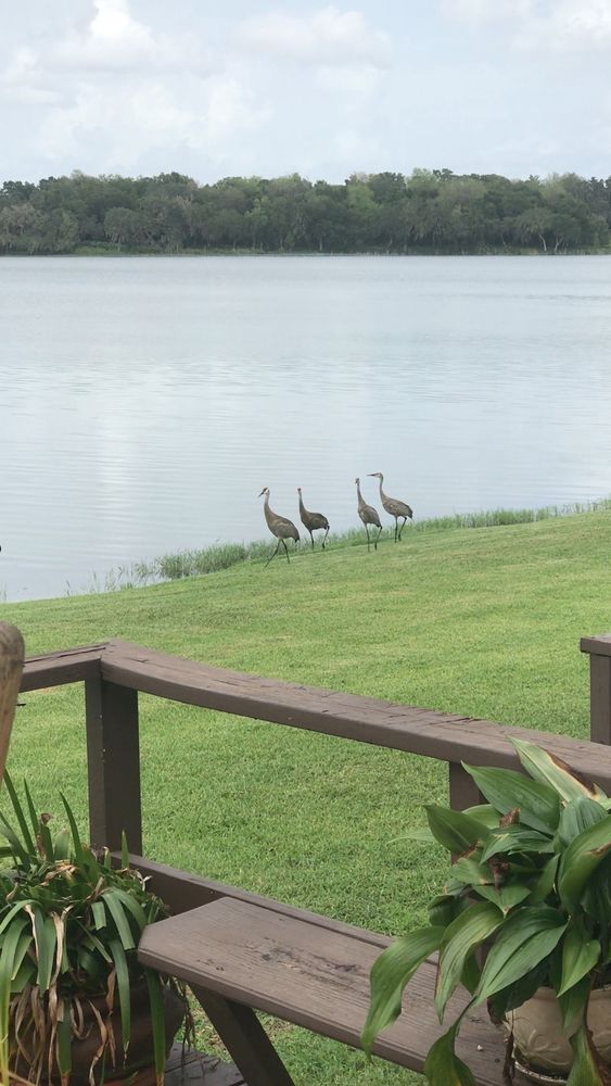 video showing four sandhill cranes making their way along a grassy lakeshore giving their ghostly rattling calll.