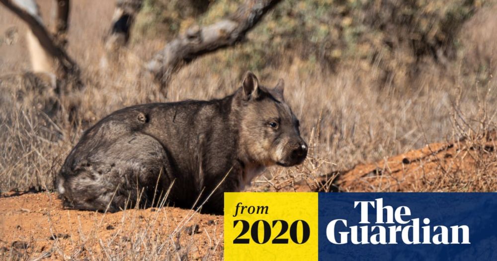 Wombats' deadly bums: how they use their 'skull-crushing' rumps to fight, play and flirt