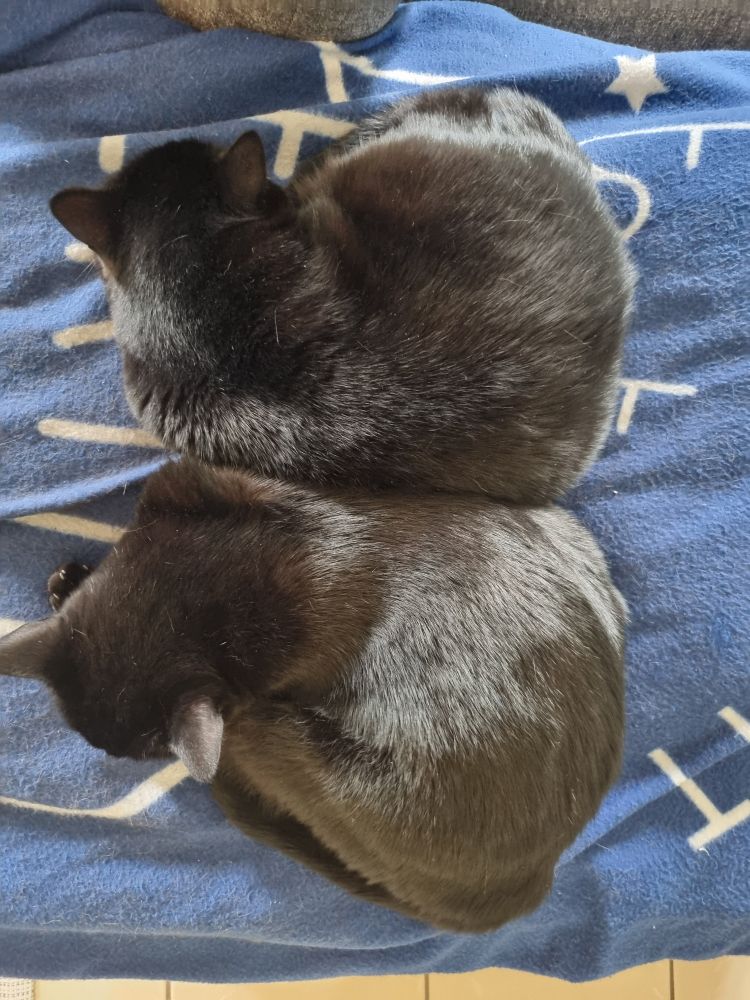 Deux chats noirs qui dorment en boules l'un contre l'autre