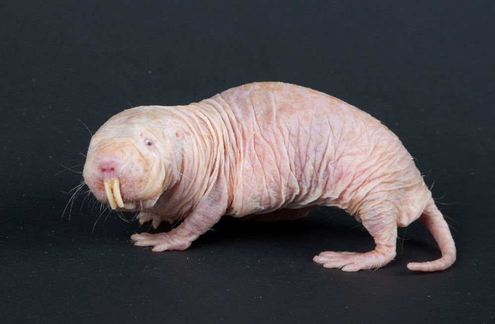 Un rat-taupe nu. Ressemble à une vieille couille fripée avec des tous petits yeux et deux grandes dents de devant