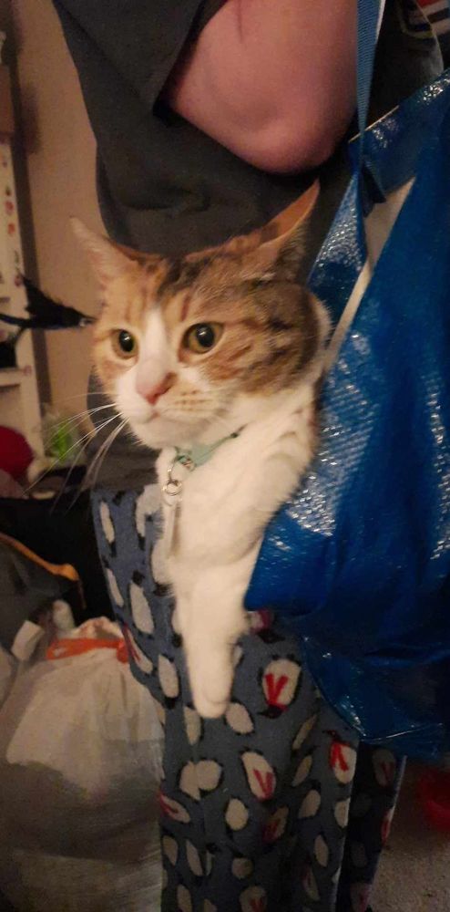 A befuddled cat hanging out of an ikea bag