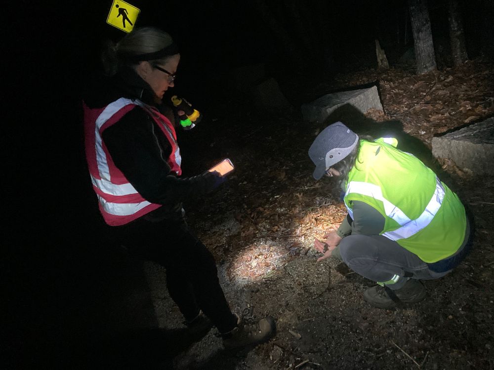 Nighttime roadside with two white women in safety vests. One is crouching to release a spotted salamander safely across the road.