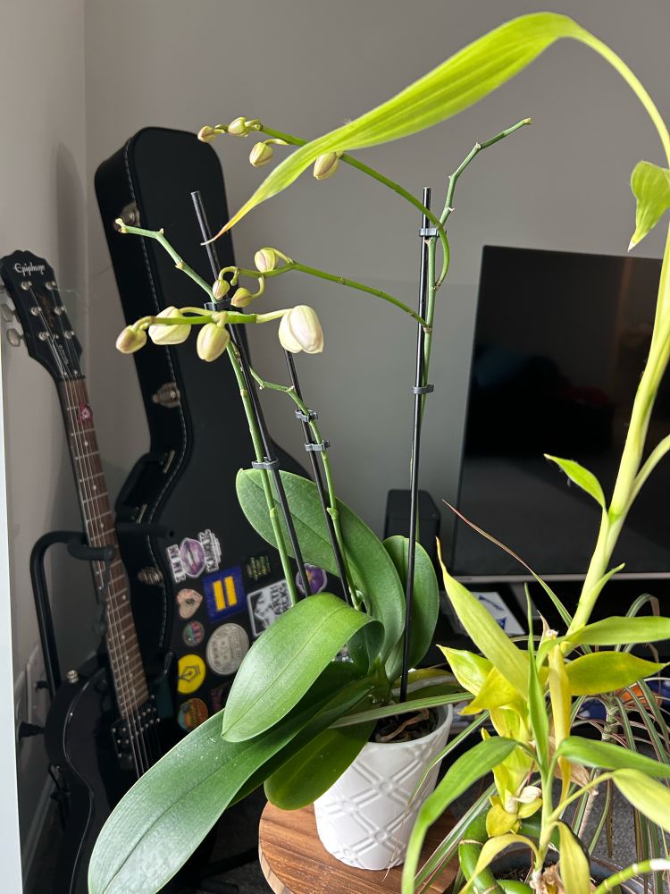 Photo of my orchid with some nearly blooming buds. Guitar and tv in background, bamboo in foreground 