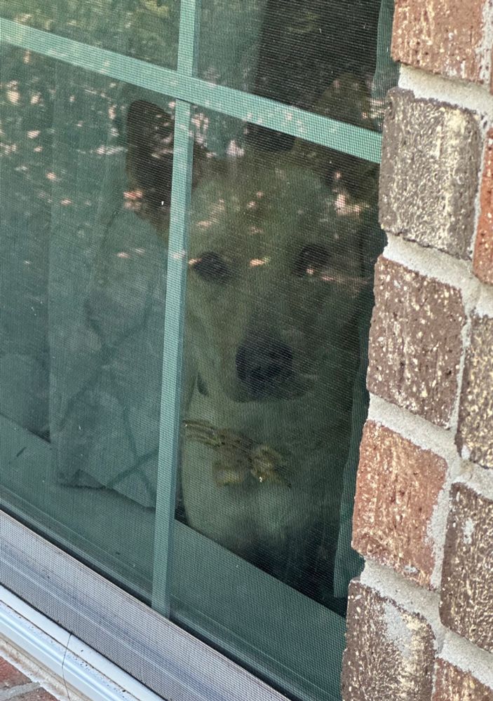 Dog looking through window at woman who left so, so long ago.