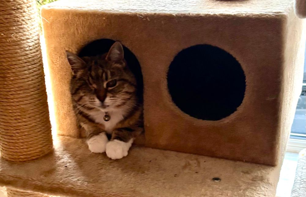 A one-eyed tabby cat sits at the door of a cat-tree box, with her white paws on the threshold.
