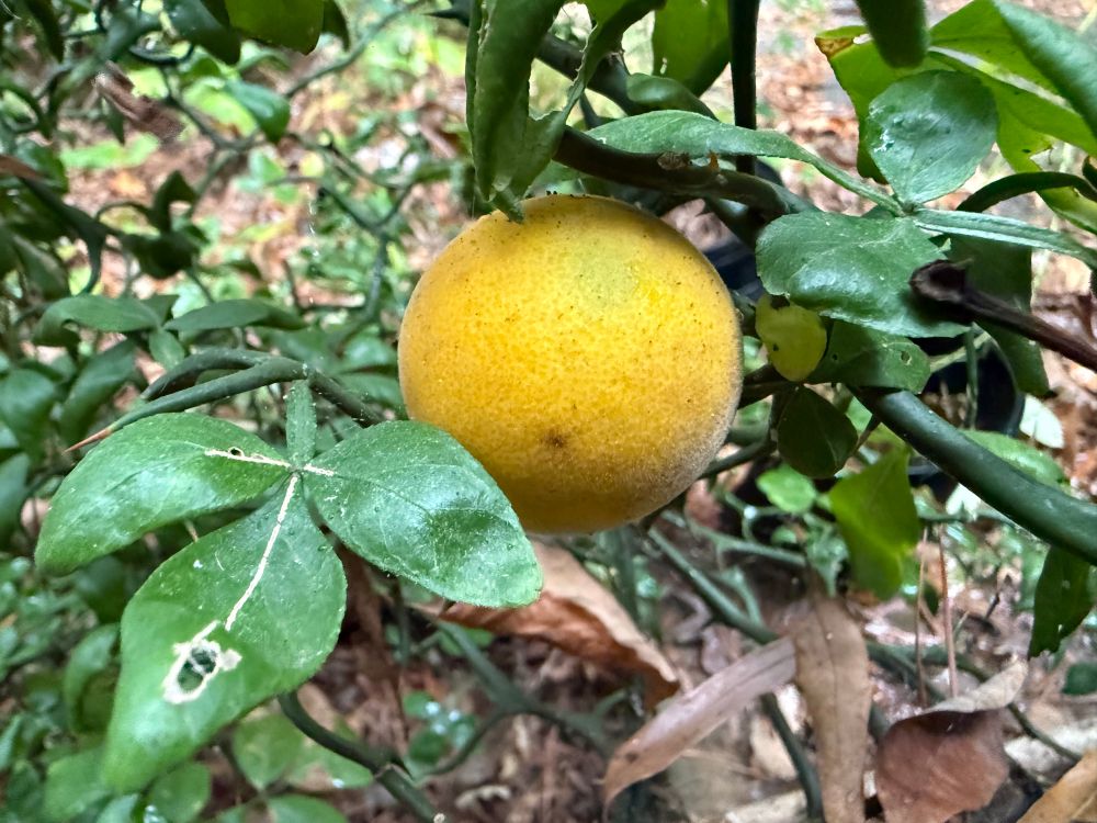A perfect tiny orange on a trifoliate orange tree 