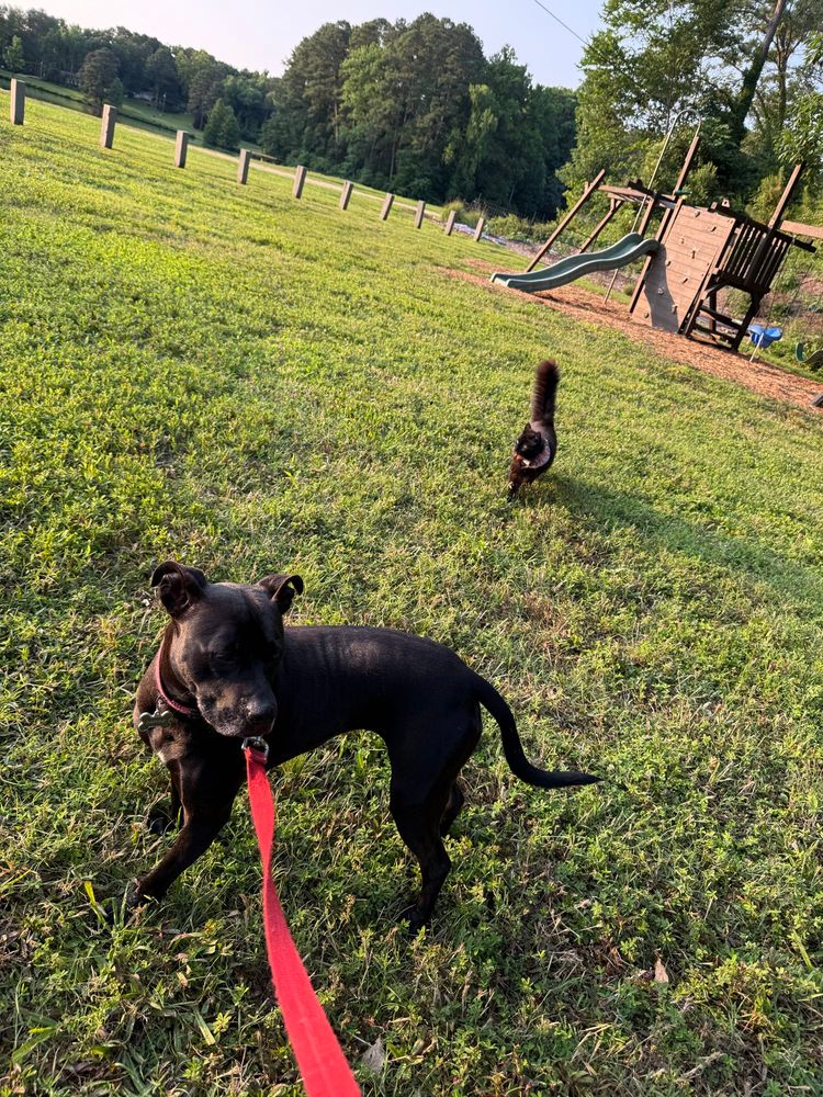 Dog is standing in a field, with her cat friend walking up behind her ... not QUITE the Henry Cavill/Jason Momoa pic 