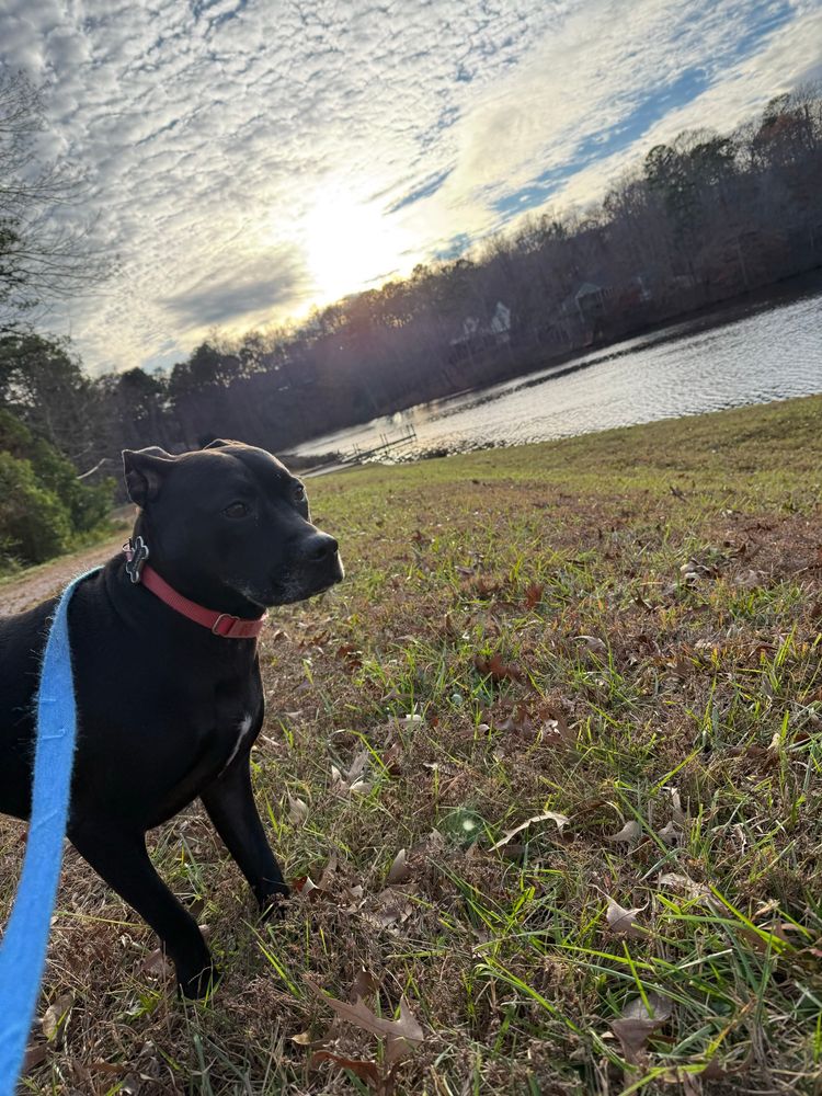 Dog by the lake under a mostly cloudy sky ... walkies are early today 