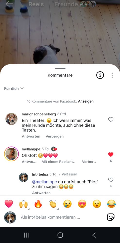 Dummer Kommentar zu Video mit Hund der Buzzer verwendet