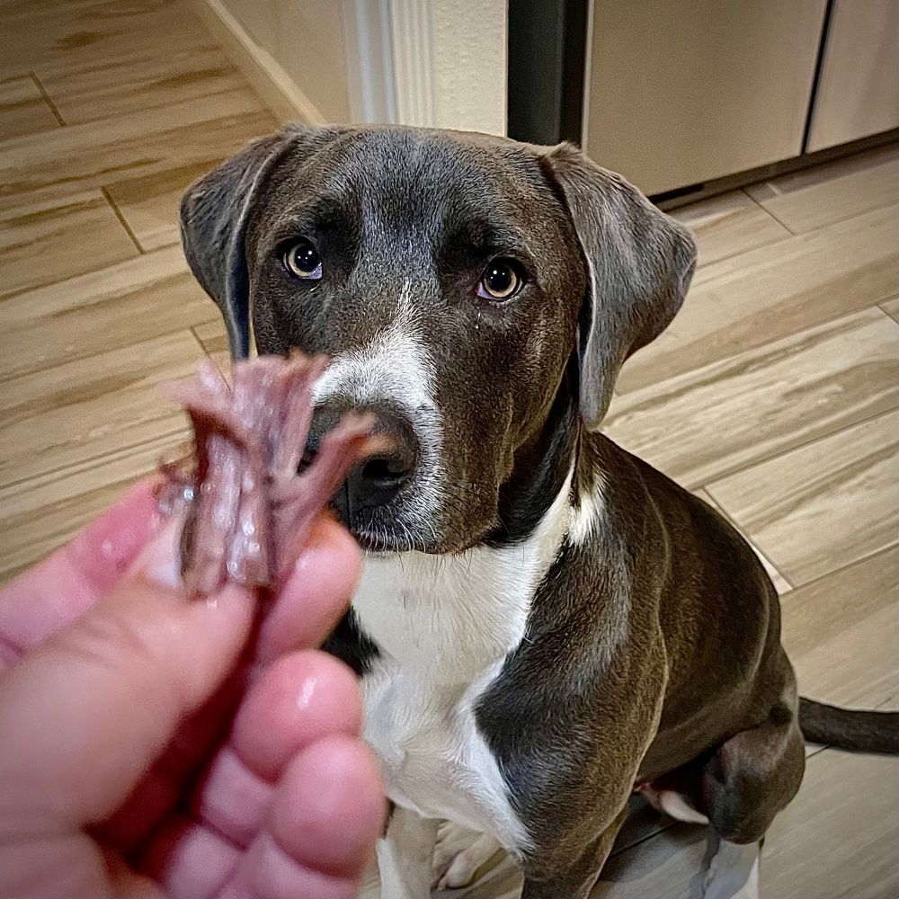 Chito sits intently looking at a piece of pot roast in my hand