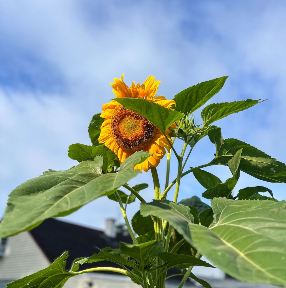 a towering, golden mammoth waves hello over my fence (it's my favorite part about driving up to the house)