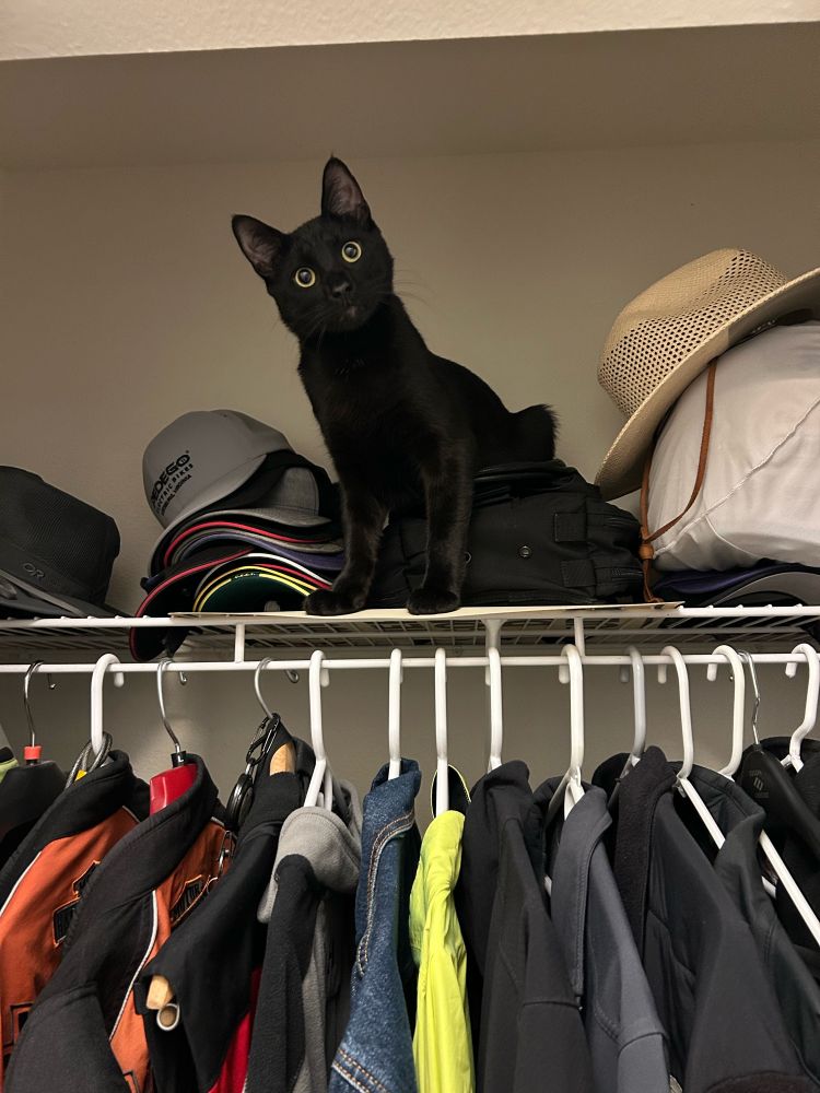 Black kitten roosts on a high closet shelf 