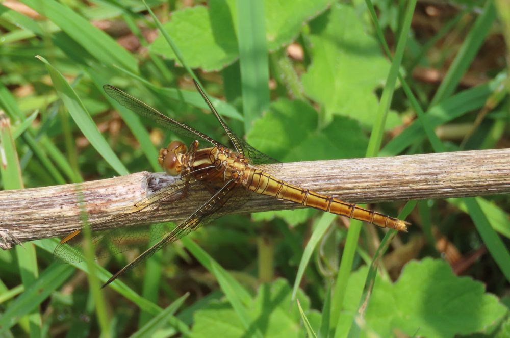 Keeled Skimmer