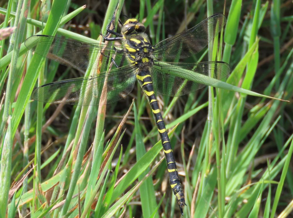 Female Golden-ringed Dragonfly near Portesham Farm, Dorset