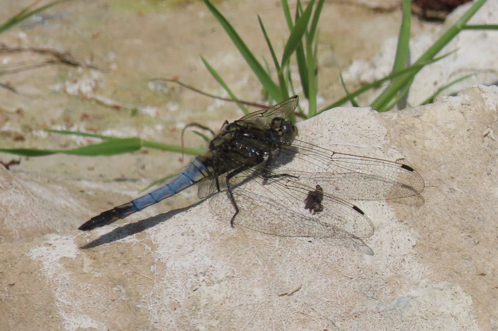 black-tailed skimmer, Yeolands Quarry Portland