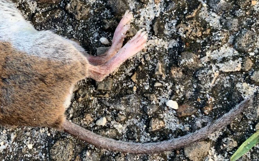 The back half of a mouse that had been killed by a cat, laying on an asphalt surface. The back and sides are warm brown, the belly is white, the feet are pink, and the tail is long and lightly fuzzed.