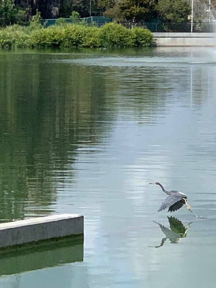 An adult tricolored heron flies low over a pond, towards a concrete ledge. 