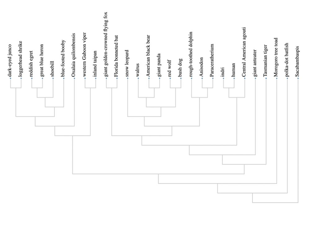 A phylogeny of species including the dark-eyed junco, loggerhead shrike, reddish egret, great blue heron, shoebill, blue-footed booby, Oxalaia quilombensis, western Gaboon viper, inland taipan, giant golden-crowned flying fox, Florida bonneted bat, snow leopard, walrus, American black bear, giant panda, red wolf, bush dog, rough-toothed dolphin, Anisodon, Paraceratherium, indri, human, Central American agouti, giant anteater, Tasmanian tiger, Morogoro tree toad, polka-dot batfish, and Sacabambaspis.