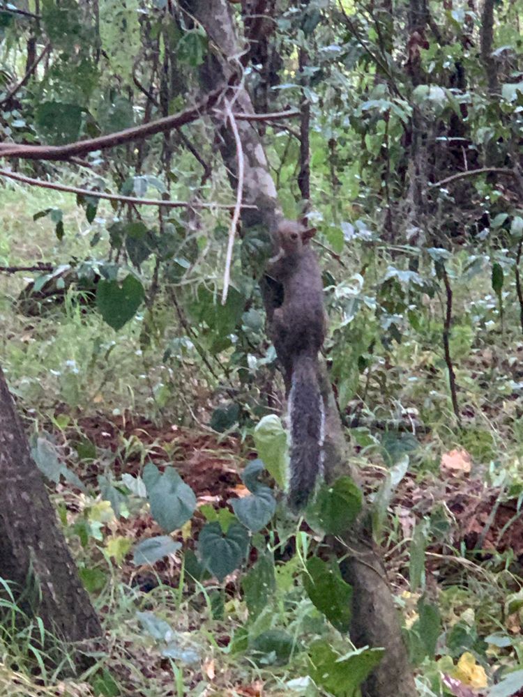 A squirrel clings low on a small tree trunk, with its tail hanging downward and its head turned towards the camera. 