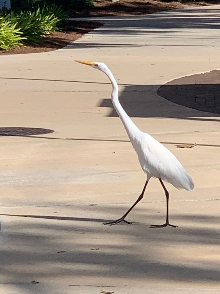 A large white egret with next outstretched walks along a sidewalk. 