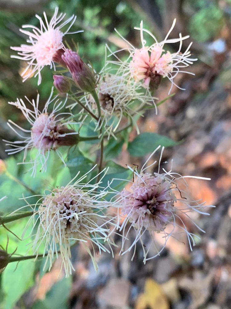 A cluster of floral heads, each made up of multiple smaller florets, ranging from light purplish-pink to near white, with many white anthers (?? I think? Not a botanist.) sticking out like a ratty pompon. There are two closed flower heads that are darker purple and look vaguely like thistles. 