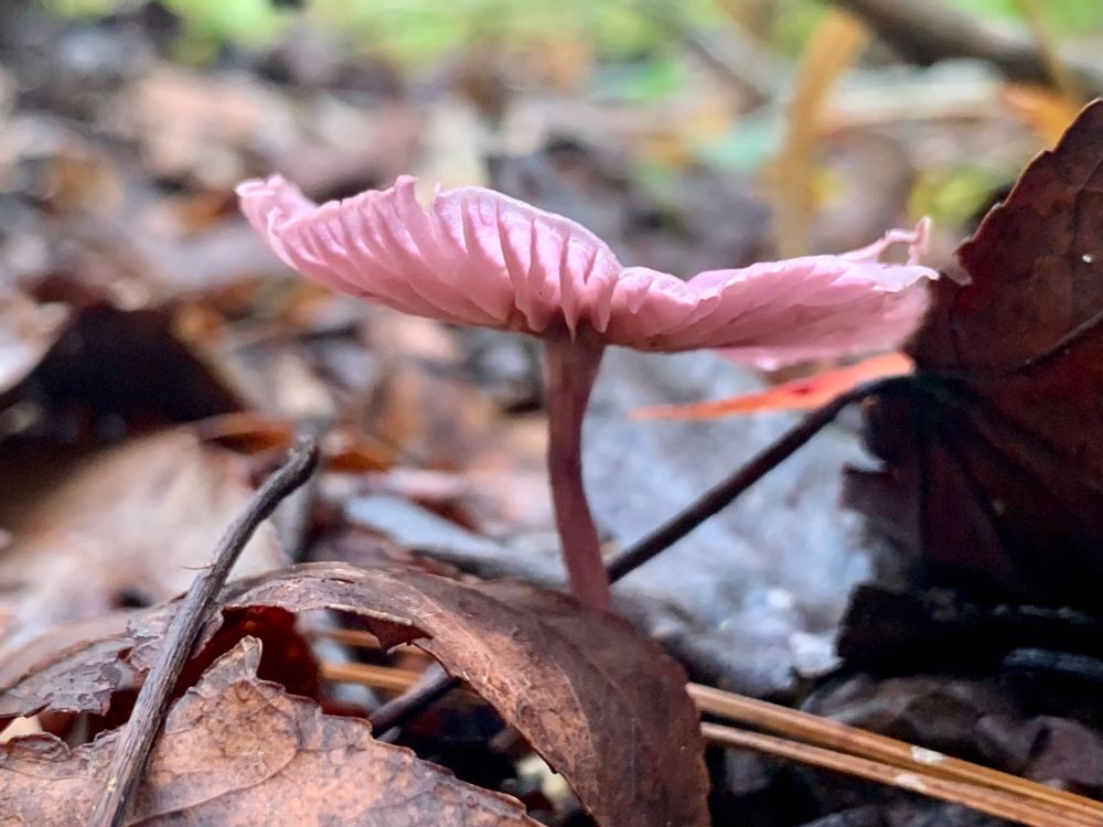 iNat IDed this pretty confidently as Gymnopus iocephalus. It’s a pinkish purple mushroom, shot from ground level with the light shining through the gills of the cap. The cap, when viewed from above, was a lot more purple than it appears in this photo. 