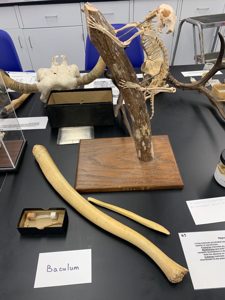 A lab table with various bones displayed. In the foreground is a large mostly-straight bone that's longer than a forearm, and one substantially smaller, but still about the length of a hand. A small box holds a baculum with a curved tip, and a vial with some much smaller bones. There is also a squirrel skeleton mounted as if it's climbing on a tree branch, and an index card reading "baculum".