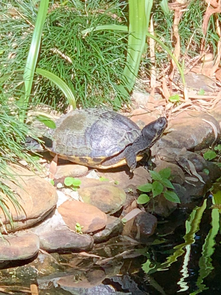 A turtle with a dark rounded carapace, yellow plastron with dark spots along the edge, and head and legs which are mostly black with some dull yellow stripes, sits on the rocks at the edge of an ornamental pond.