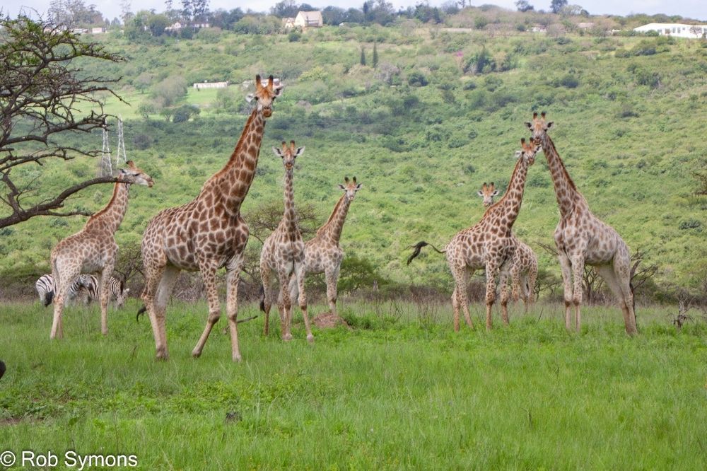 A herd of giraffe