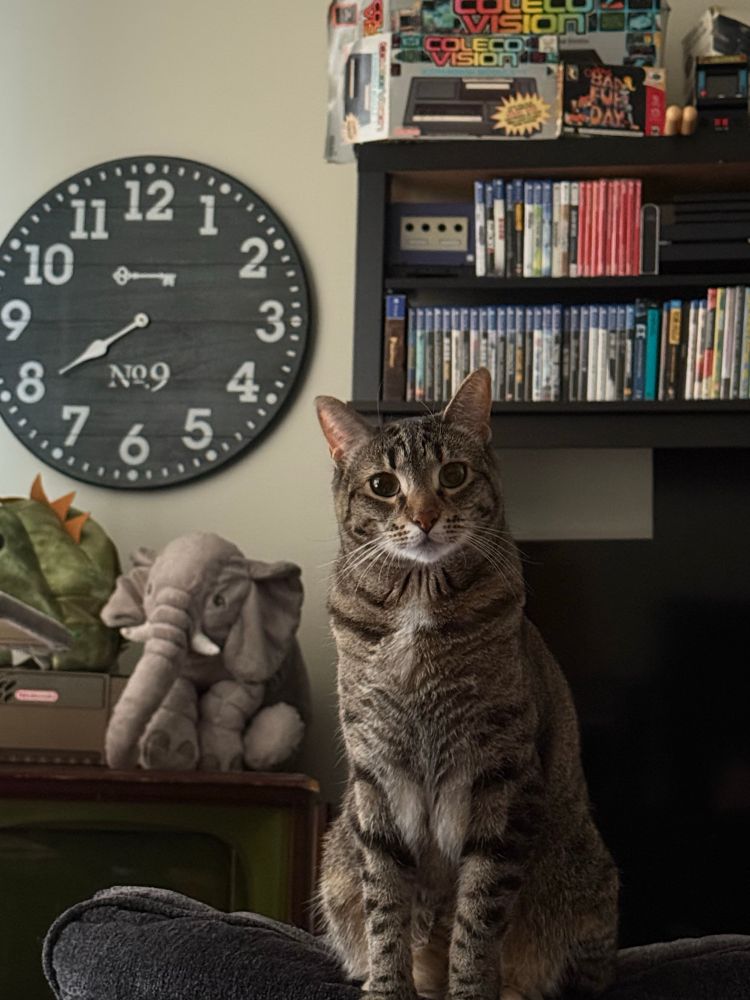 A gray tabby is looking magnificent today, and celebrating by staring at you from the back of the sofa. Behind her is a kaiju mask, a stuffed elephant named Simon, a Nintendo Game Cube, and all kinds of nerd shit. 