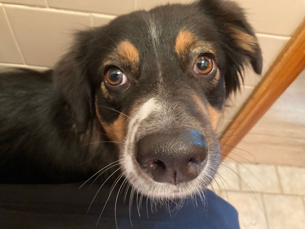 A tri color Australian shepherd is between the wall and a human’s knee in a very small bathroom. 