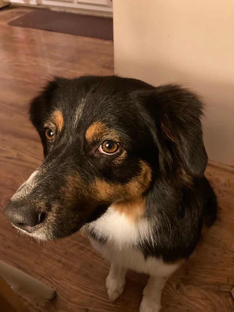 A forlorn Australian shepherd, who has never been fed in her life ever, is giving the human a look. 