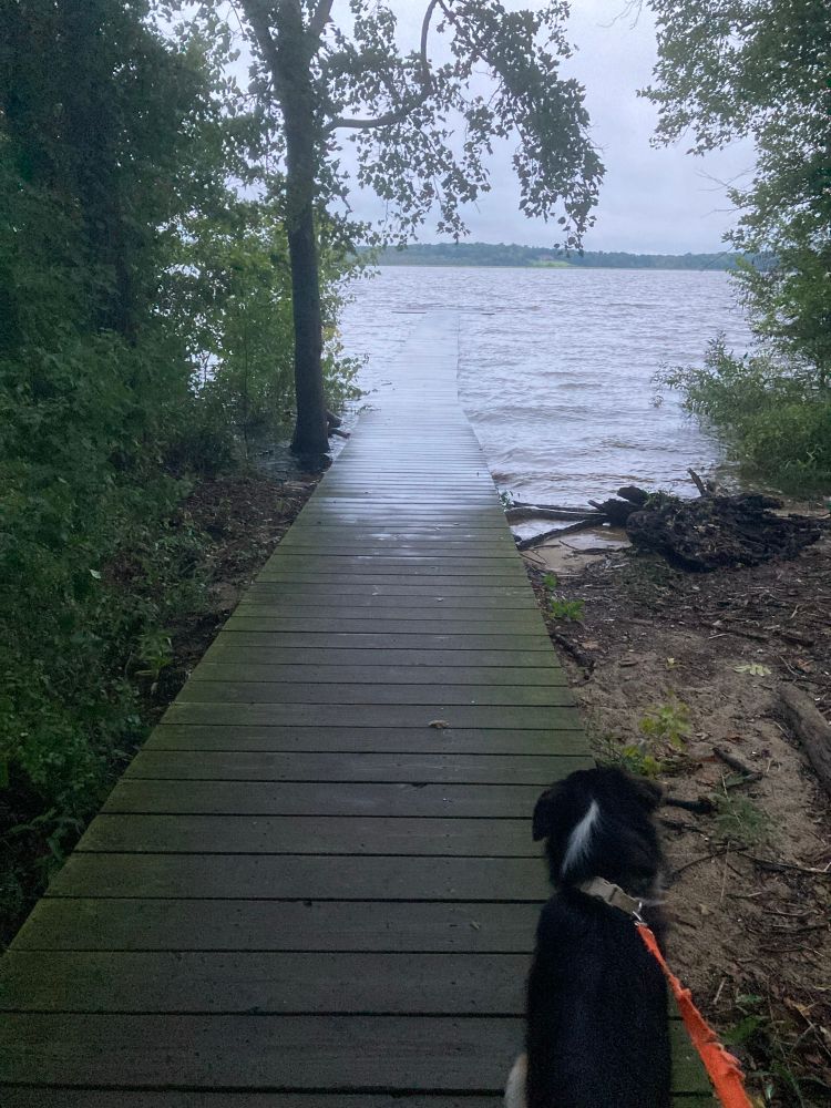 A tri color Australian shepherd is standing on a pier. The far end of the pier is almost level with the water. 