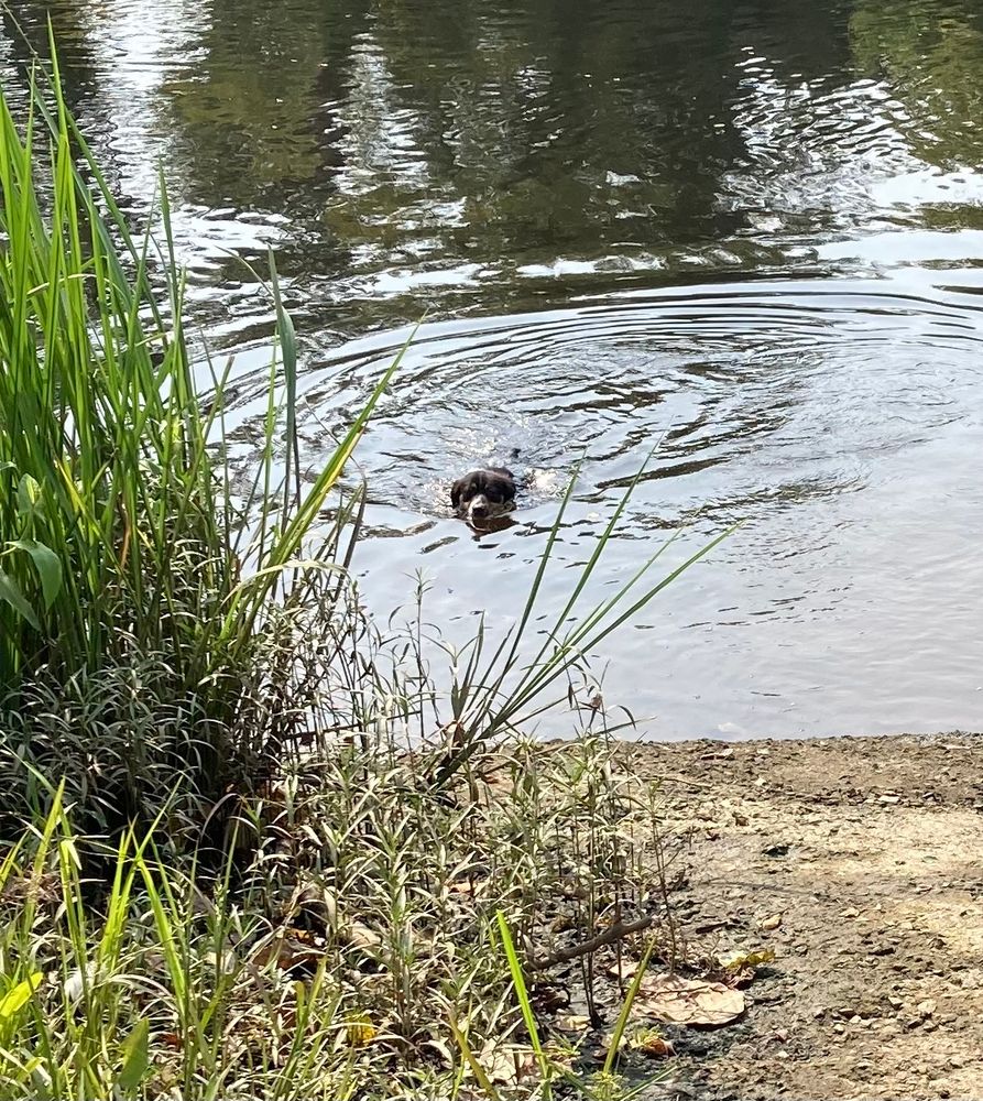A fifty pound Australian shepherd is in the river. Only her head is above the water. 