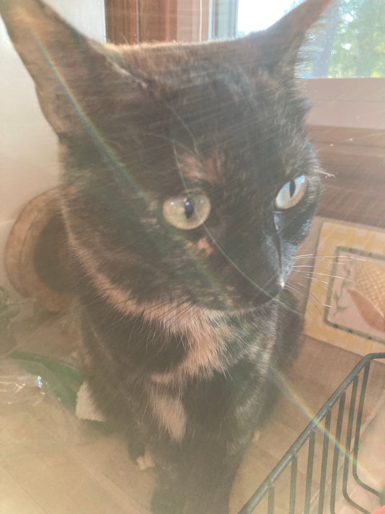 A small tortie cat is sitting on the kitchen counter. So much sunlight is coming in the window behind her. 