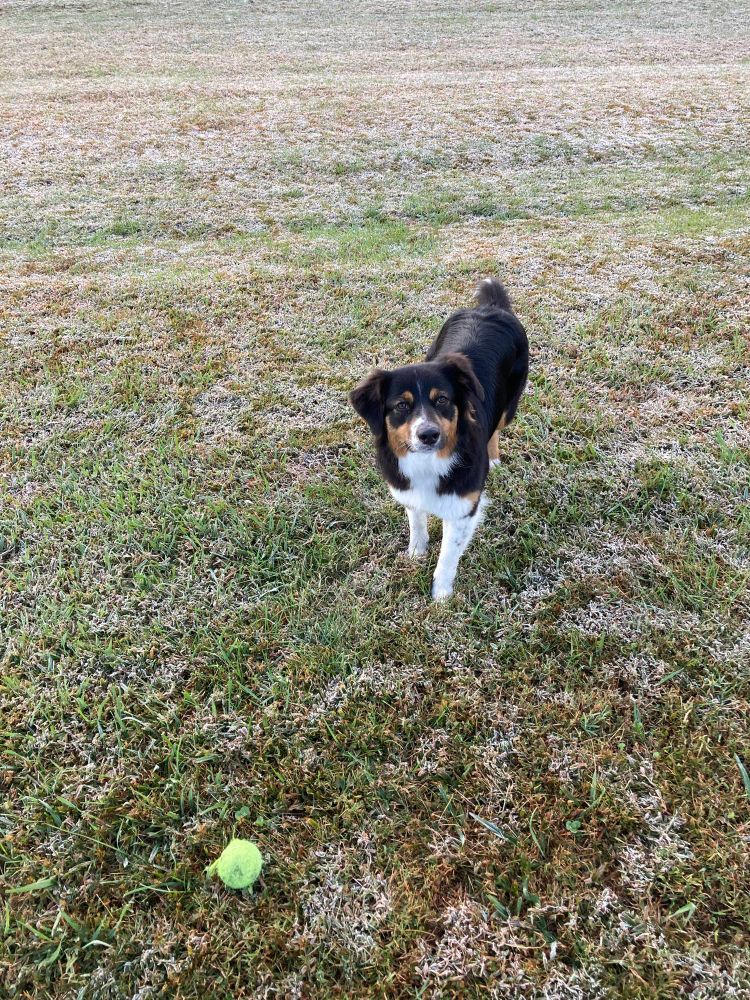 A tri color Australian shepherd is waiting for the human to throw the ball